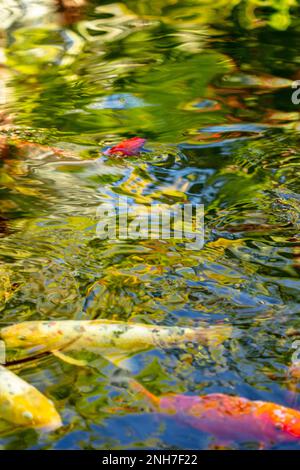 Incredibilmente bella Koi Carp, Carp Amur, Cyprinus rubrofuscus, in un laghetto artificiale a Tenerife (Isole Canarie) con sfondo vivace e colorato Foto Stock