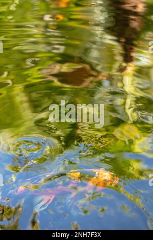 Incredibilmente bella Koi Carp, Carp Amur, Cyprinus rubrofuscus, in un laghetto artificiale a Tenerife (Isole Canarie) con sfondo vivace e colorato Foto Stock