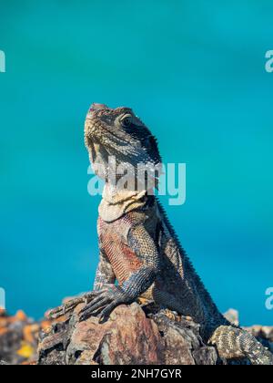 Drago d'acqua orientale, lucertola australiana, panificazione al sole vicino al mare blu, guardando fiero, Australia Foto Stock