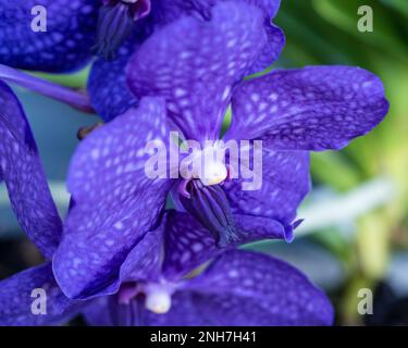 Vanda Orchidee Pachara Delight Blu, coloratissimi fiori viola, primo piano di petali con macchie bianche, Australia Foto Stock