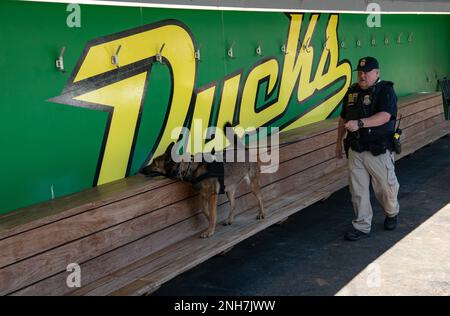 Tim McKenna, un gestore del rivelatore esplosivo K-9 con il Federal Protective Service, lavora con il suo cane Misa, un malinois belga, mentre conducono sessioni di addestramento in corso presso il dugout allo stadio Jane Sanders adiacente all'Hayward Field dell'Università dell'Oregon a Eugene, Ore., 21 luglio 2022. Misa è addestrata per valutare eventuali minacce potenziali al fine di garantire la sicurezza dei partecipanti e degli osservatori al World Track e ai Campionati del mondo che si sono tenuti dal 15 al 24 luglio 2022 ed è stata la prima volta che l'evento si è tenuto negli Stati Uniti. (Guardia nazionale pho Foto Stock