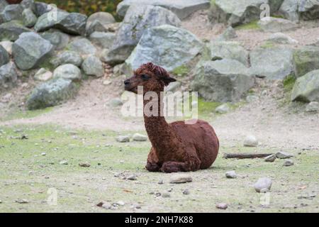 Un alpaca marrone si trova in un recinto di zoo, pietre grigie visibili sul retro Foto Stock