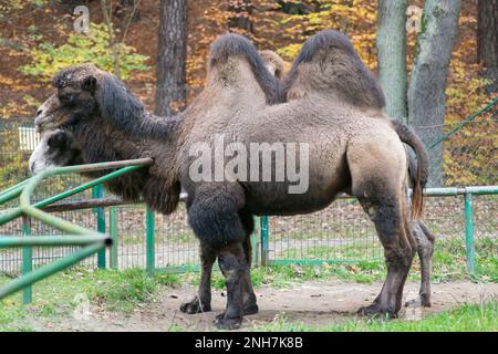Un grande cammello bactriano in uno zoo Foto Stock