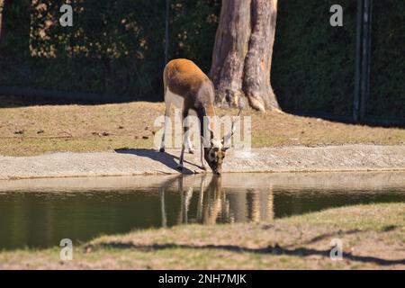 Antelope bere e riflesso in acqua, sullo sfondo un tronco d'albero. Foto Stock