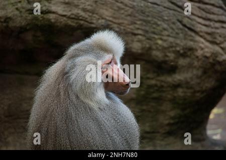 Primo piano di un babbuino bianco, fotografato da dietro, guardando di lato. Foto Stock