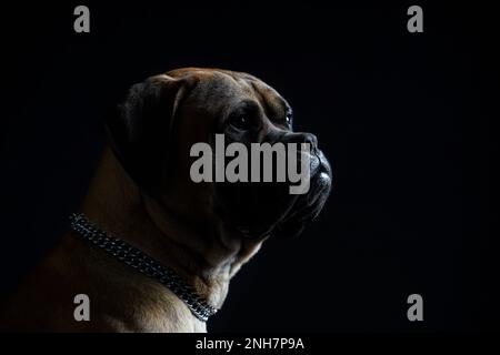 Bullmastiff cane primo piano ritratto di fronte a sfondo nero in studio Foto Stock