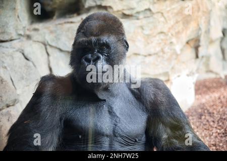 Primo piano di un gorilla, guardando lateralmente, rocce sullo sfondo. Foto Stock