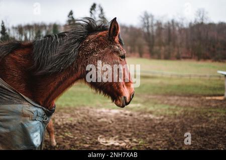 Cavallo marrone in piedi in fango coperto con una coperta / mantello per mantenere caldo durante l'inverno, alberi sullo sfondo Foto Stock