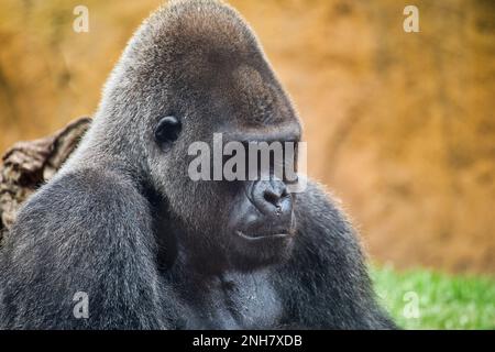 Primo piano ritratto di gorilla guardando premuroso, sfondo diffuso. Foto Stock