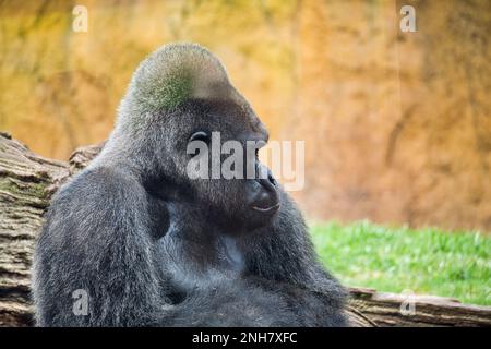 Primo piano di gorilla guardando al lato, sfondo diffuso. Foto Stock