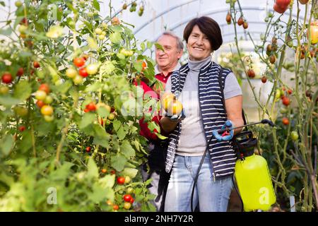 Donna che lavora con un apparecchio di spruzzatura in una casa di sole Foto Stock