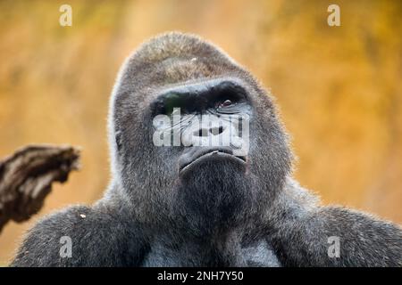 Primo piano ritratto di gorilla cercando interessato, sfondo disfuser. Foto Stock