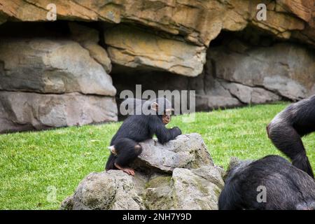 Scimpanzee bambino arrampicata su una roccia, parete di roccia sullo sfondo. Foto Stock