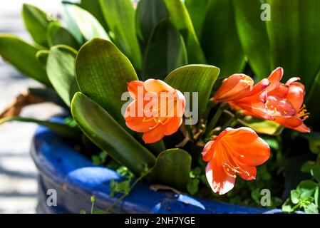 Clivia miniata il giglio natale o fiore di giglio cespuglio che cresce in vaso di fiori in Vietnam Foto Stock