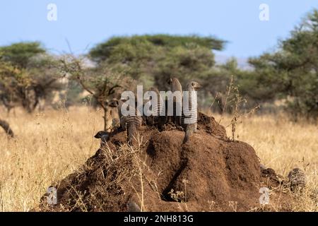 La mangusta nastrati (Mungos mungo). La mangusta a bande si trova in tutta l'Africa sub-sahariana, che popolano prati, boschi e Paese roccioso. La band Foto Stock