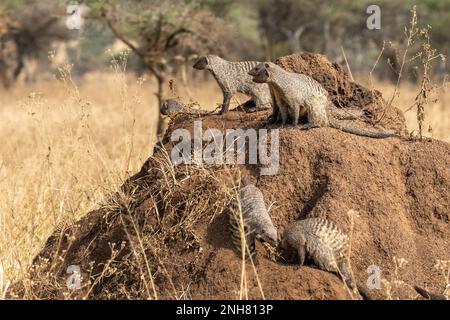 La mangusta nastrati (Mungos mungo). La mangusta a bande si trova in tutta l'Africa sub-sahariana, che popolano prati, boschi e Paese roccioso. La band Foto Stock