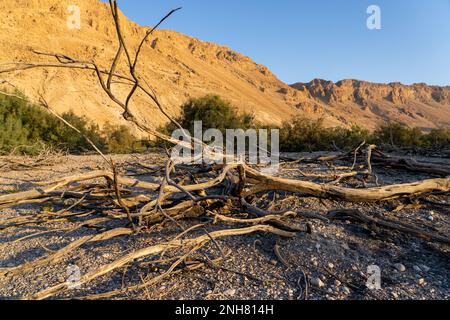 Ein Feshkha (Einot Tzukim) è una riserva naturale e sito archeologico sulla riva nord-occidentale del Mar Morto, a circa tre chilometri a sud di Qumr Foto Stock