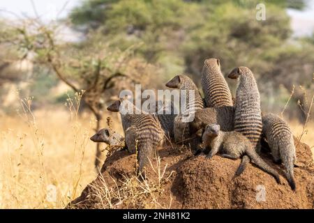 La mangusta nastrati (Mungos mungo). La mangusta a bande si trova in tutta l'Africa sub-sahariana, che popolano prati, boschi e Paese roccioso. La band Foto Stock