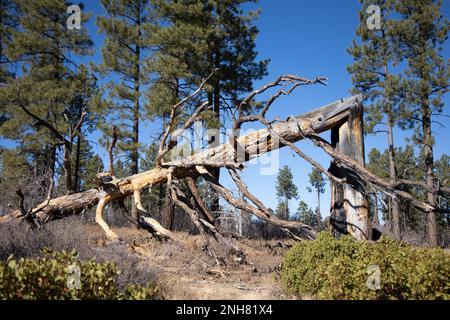 Escursioni in una zona di vita di foresta di conifere, lo Zion National Park è un parco nazionale americano situato nello Utah sud-occidentale vicino alla città di Springdale. Foto Stock