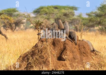 La mangusta nastrati (Mungos mungo). La mangusta a bande si trova in tutta l'Africa sub-sahariana, che popolano prati, boschi e Paese roccioso. La band Foto Stock