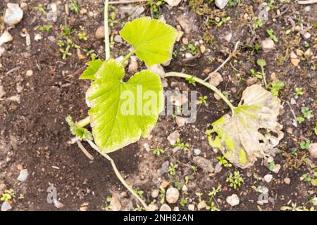 Primo piano piccolo giovane zucchina pianta in giardino, bisogno di acqua. Ortaggi biologici, giardinaggio a casa Foto Stock