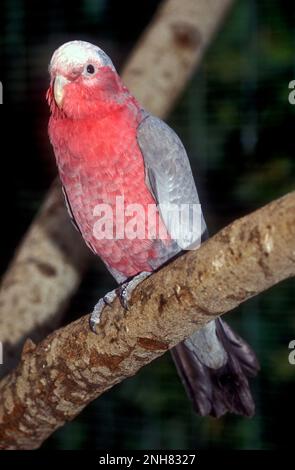 La galà (Eolophus roseicapilla), conosciuta anche come il cocatoo rosa e grigio o il cocatoo color rosa,[2] è l'unica specie del genere Eolophus of Foto Stock