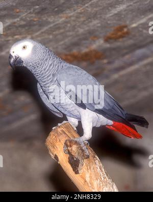 Il pappagallo grigio (Psittacus erithacus), noto anche come pappagallo grigio del Congo, pappagallo grigio africano o pappagallo grigio africano, è un pappagallo del Vecchio mondo i. Foto Stock
