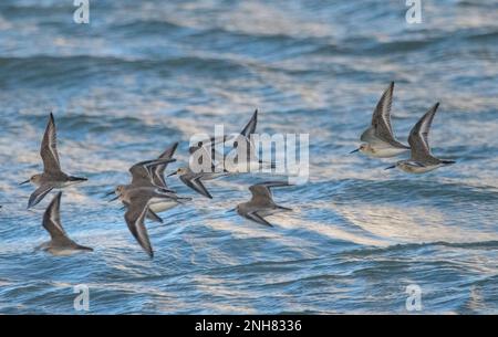 Gregge di Dunlins (Calidris alpina) Foto Stock