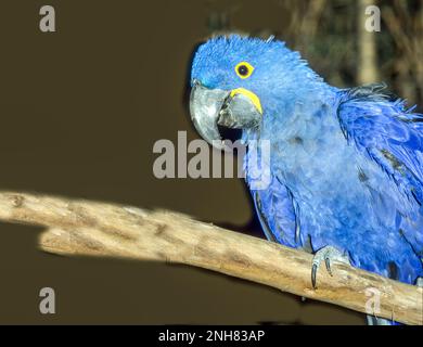 Macaw giacinto (Anodorhynchus hyacinthinus) in una gabbia. Si tratta del pappagallo più grande del mondo, che raggiunge una lunghezza di un metro con un'apertura alare di 1,5 metri Foto Stock