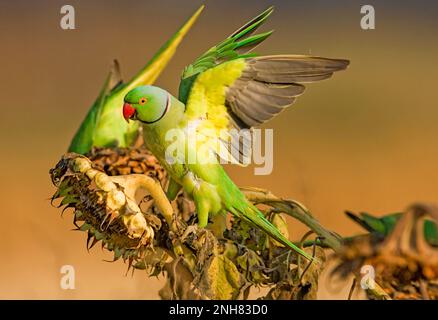 Rose-inanellati parrocchetto (Psittacula krameri), Aka il parrocchetto Ringnecked in una struttura ad albero. La rosa-inanellati parrocchetto ha stabilito le popolazioni selvatici in variou Foto Stock