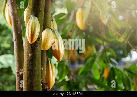 Tema raccolto cacao. Gruppo di cialde di cacao giallo su albero in fattoria giardino Foto Stock