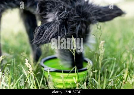 anziano cane di razza mista bedlington terrier o bedlington wippet acqua potabile da ciotola animale verde su erba verde sulla calda cura di giorno d'estate e camminare d Foto Stock