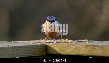 Un Nuthatch Sitta europaea nutrirsi di semi e di mais dolce a Pulborough Brooks Nature Reserve viste Foto Stock