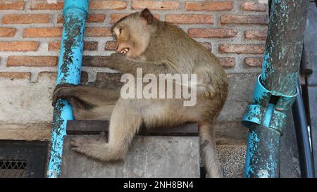 Macaco a coda lunga in un ambiente urbano, primo piano. Foto Stock