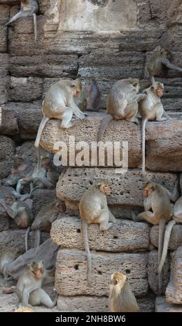 Macachi a coda lunga alle rovine del tempio. Foto Stock