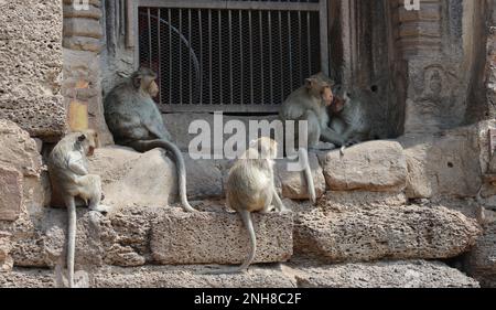 Macachi a coda lunga alle rovine del tempio. Foto Stock