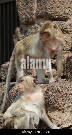 Macachi a coda lunga alle rovine del tempio. Foto Stock