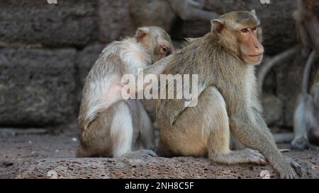 Macachi a coda lunga alle rovine del tempio. Foto Stock