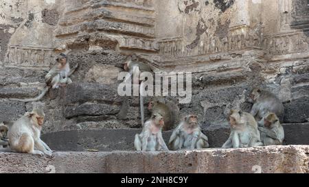 Macachi a coda lunga alle rovine del tempio. Foto Stock