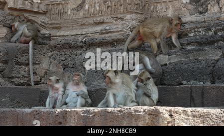 Macachi a coda lunga alle rovine del tempio. Foto Stock