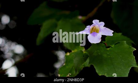 Fiore bianco con rugiada Foto Stock