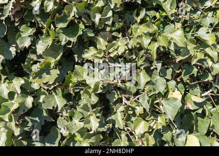 ivy lascia sulla recinzione Foto Stock
