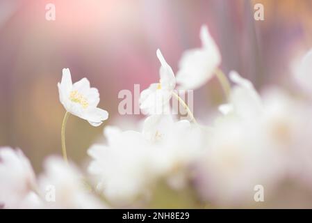 Anemoni in legno (Anemone nemorosa) fioriscono nel pavimento della foresta in primavera. Messa a fuoco selettiva e profondità di campo ridotta. Foto Stock