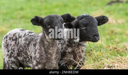 Chipping, Preston, Lancashire, Regno Unito. 21st Feb, 2023. La stagione dei lambing è in corso vicino a Preston, Lancashire. Credit: John Eveson/Alamy Live News Foto Stock