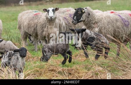 Chipping, Preston, Lancashire, Regno Unito. 21st Feb, 2023. La stagione dei lambing è in corso vicino a Preston, Lancashire. Credit: John Eveson/Alamy Live News Foto Stock