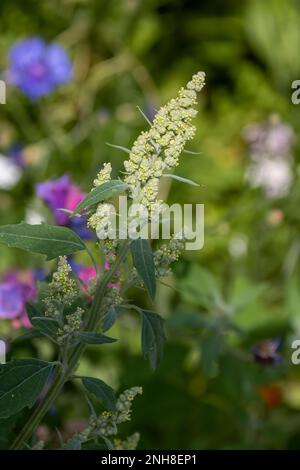 chenopodium album pianta anche noto come bianco goosefoot con colorati fiori selvatici sfocati sullo sfondo Foto Stock