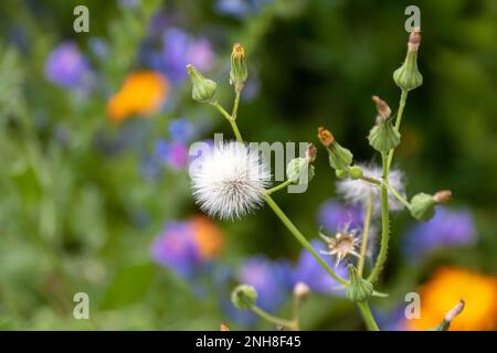 soffice testa di semenza bianca di corn zowthistle con colorati fiori selvatici sfocati sullo sfondo Foto Stock