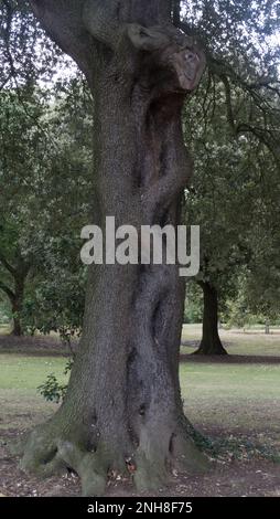 Interessante crescita zigzagging su un tronco di albero Foto Stock