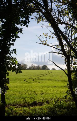 Campo a Norfolk, East Anglia, Inghilterra, Regno Unito Foto Stock