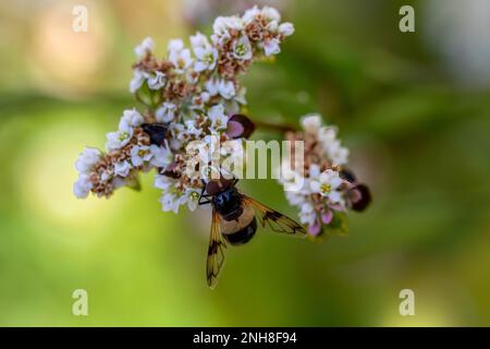 pellucidi volare su fiori bianchi rosa di grano saraceno fagopyrum esculentum pianta con un fondo verde sfocato Foto Stock